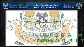 Panorámica Estructuras óseas del Maxilar [upl. by Rickard861]