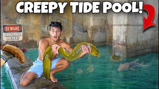 FISH TRAP Catches MORAY EEL In CREEPY Tide Pool [upl. by Reffotsirhc]