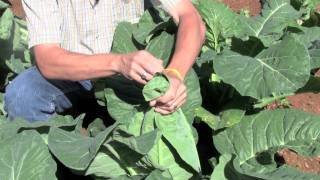 Banding Cauliflower  How To Gardening Guide [upl. by Nitniuq241]