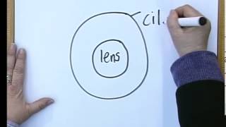 3902 Matric revision Life Sciences Eye 23 Lens system [upl. by Hatnamas294]