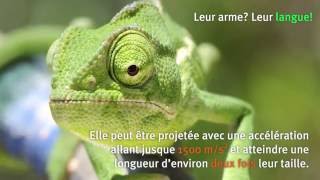 Larme du caméléon sa langue Images de Sciences 30 [upl. by Marjory]