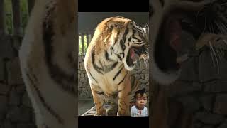 bigcat animals tiger music cat lion hamterebinabjinahinsakte love nasheed animal [upl. by Elenaj535]