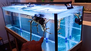 Hand Feeding AGGRESSIVE Fish in New AQUARIUM [upl. by Bausch]