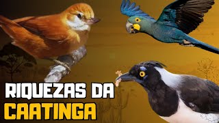 CAATINGA 10 AVES INCRÍVEIS QUE VIVEM NO SERTÃO NORDESTINO [upl. by Alexandria]