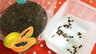 Growing Papaya from seed [upl. by Marita]