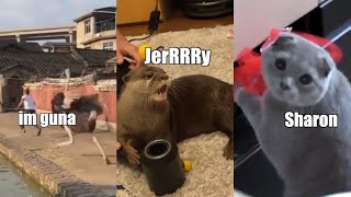 Funny Animal Voiceover Compilation Part 6 klrdubs TikTok [upl. by Lennon123]