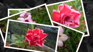 Kranji Farm Resort 12  Adenium 富贵花 [upl. by Inafets891]