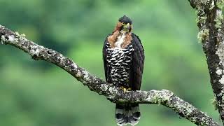 Ornate Hawk Eagle  Columbia [upl. by Drarej]