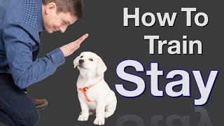 How to Teach your Dog to Stay in 3 Steps Force Free [upl. by Nnauol]