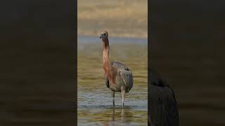 Reddish Egret prowls the shallows in search of tasty miniature morsels [upl. by Etnoid]