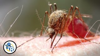 Zika Mosquitoes and How to Not Get Bitten [upl. by Mosnar]