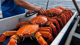 Amazing  Catching Hundreds of Tons of Alaska King Crab By Fisherman [upl. by Stamata89]