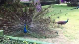 Peacock Mating Display [upl. by Amorete]