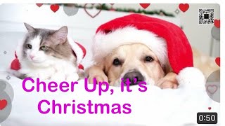 Doggie and kitty dont know what to do in Christmas [upl. by Trant]