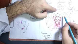 guyton chapter 57 part 1 Cerebellummotor control by Cerebellummotorphysiologymbbslecturesguyton [upl. by Mcclees]