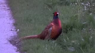 Pheasant Evening Call  Fazant Avondroep Phasianus Colchicus [upl. by Orimar]