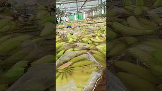 banana packing housetrending highlights shorts [upl. by Kammerer]