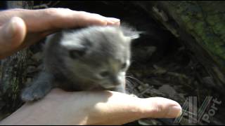 Cute Feral Kittens  first handling by a human  18 days old [upl. by Kesley]