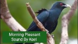 Asian koel talking in the morning  Pleasant sound [upl. by Lolanthe780]