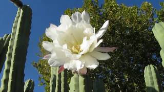 Echinopsis Trichocereus  Pachanoi [upl. by Ahsienod]