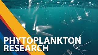 Small but mighty  studying marine phytoplankton [upl. by Oiramad138]