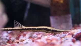 The Interesting Farlowella Acus  Twig  Stick Catfish [upl. by Slayton]