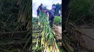 कीचड़ में होने वाले बंबू घास से लाखों की कमाई 😯 water bamboo [upl. by Essirahc]