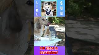 Daphnes Lemonade Stand Funny and Cute Wiener Dog Movie Reaction Chopsicle The Dog [upl. by Hagood697]