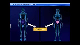 CBSE Class 12 Biology Human Reproduction – 4 Fertilization and Implantation [upl. by Molloy]