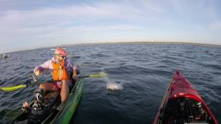 Kayak Fishing session Mudjimba Sunshine Coast [upl. by Ardnoet]