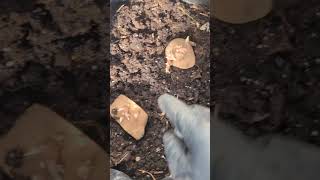 Grow Your Own Potatoes at home  Super Easy  Get Big Harvest  potato viral shorts [upl. by Yvad679]