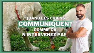 Quand les chiens communiquent comme ça nintervenez pas [upl. by Aserehtairam]