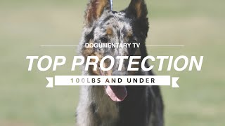 TOP 10 PROTECTION DOGS 100LBS AND UNDER [upl. by Wolsky]