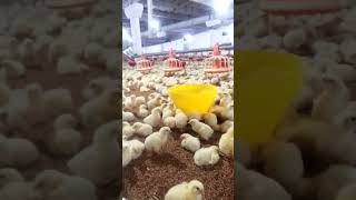 3 days chicks control shade [upl. by Blane295]