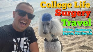 AMAZING 2023 YEAR Service Dog The Fluffy Poodle [upl. by Hcir231]