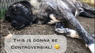 5 Things you NEED to know about Livestock Guardian Dogs [upl. by Tsenrae]