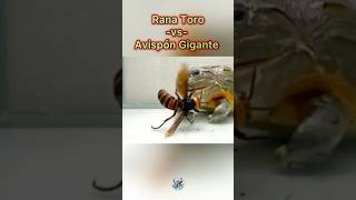 Avispón Asiático Gigante Vs Rana Toro 🐸 🐝 Final inesperado 👀🙈 [upl. by Dosi]