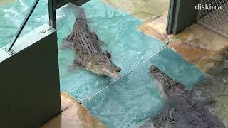 Robert Irwin Stops Two Angry Crocodiles From Fighting  Australia Zoo [upl. by Haig964]