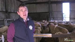 Pasteurella Pneumonia and Clostridial Disease  XLVets Sheep Roadshow 2020 [upl. by Adalie925]