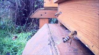 Honey bees bringing in pollen January [upl. by Lauter]