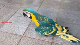 Beautiful opaline macaw chick [upl. by Herzberg]