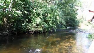 Pêche à la mouche sur les rivières sauvages des vosges saonoises [upl. by Bren]