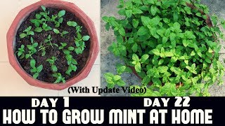 How to Grow Mint at Home Fast n Easy [upl. by Knitter504]