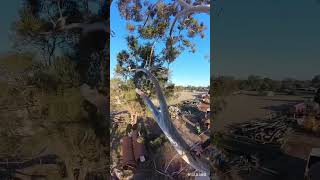 Eucalyptus Grandis Removal arborist treeclimbing stihl treework chainsaw [upl. by Carhart]