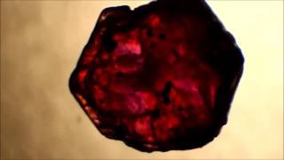 Unheated rough Ruby VS Lead Glass Filled rough Ruby [upl. by Willis]