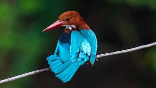 Keeping Feathers Clean  Kingfisher Preening [upl. by Garges937]