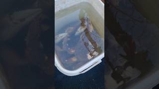 🦀🪸Mr  Mrs Crab🪸🦀 caught in a bucket crab fishing seacrab bigcrab crabbing crabfest boat [upl. by Hagerman142]