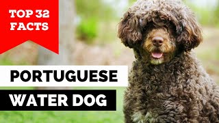 99 of Portuguese Water Dog Owners Dont Know This [upl. by Orelu]