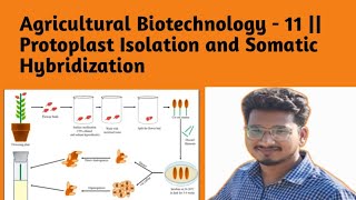 Agricultural Biotechnology  11  Protoplast Isolation and Somatic Hybridization [upl. by Narud]