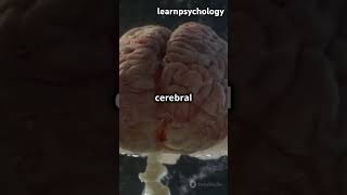 Cerebrum brain facts [upl. by Edalb]